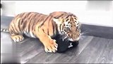 小老虎护食比狗还要厉害,凶起来的声音真霸气!听得毛骨悚然