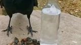 乌鸦喝水新方式！连投石子都不用