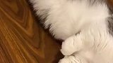 这个小jiojio也太可爱了吧