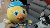 男子抢走狗狗的玩具，还反过来骂狗狗小气，二哈：你的家没了