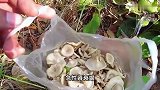 女子误采毒蘑菇，一家4口食用后均中毒，母女俩病危仍在ICU