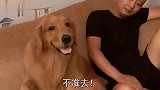 妈妈让金毛回屋睡觉，金毛仗着爸爸撑腰，竟敢跟妈妈顶嘴，好逗！