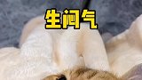 这么可爱的小猫咪，嘴里居然长了脚气？
