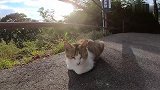 景区一只流浪猫，每天在路上卖萌吸引游客，太有心机了