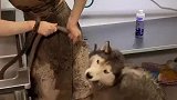 这玩意到底能不能家养啊
