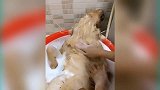 好听话的狗狗啊，还趴着洗澡呢，真的是太有趣了！