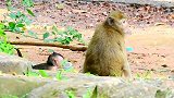 猴妈妈不管宝宝，猴宝宝也得自立更生