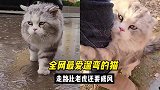 美短猫小八，每天都雷打不动的出门遛弯，走路排面超威风