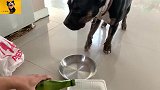 比特犬的丰盛晚餐，生的鸭脖子与鸭翅+猪腰鸭肾，全部吃干净