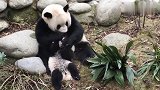 熊猫麻麻抱紧小奶熊亲不够，这可咋整