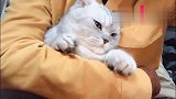 这么可爱的猫咪，你确定不抱一下吗