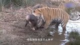 老虎捕杀野牛，11秒放倒野牛全身而退，镜头记录精彩全过程