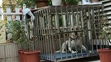 泰迪是怎么越狱的？关不住他了 金毛：他出去了，怎么出去的