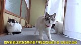一台摄像机，就把猫咪吓得这么怂，也太逗了吧