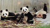 小熊猫长得太圆，被饲养员逼着运动，网友：练家子啊