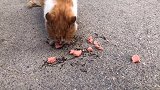 小区内一只满嘴是血的流浪猫，太可怜快乐，不知道多久没吃饱了？