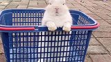 呆萌宠物兔这也太呆了