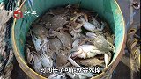 螃蟹吃不完，是该放冰箱吗？跟大厨学一招，保存30天还是鲜活