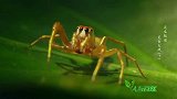 觅食大战：跳蛛进入蚂蚁群偷盗