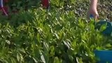 采茶如同修理树叶，没有灵魂