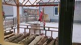 黑龙江伊春开始下雪了，东北农村人家猫冬，雪地煮火锅食材有特色