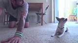 犬式鼻祖！小哥在家搭档练瑜伽 狗子意大利语听力比我强太多