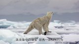 为什么不能给即将饿死的北极熊喂食物？看完莫名心塞！