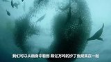 潜水员下海拍沙丁鱼群，却吸引了无数海豹鲸鱼，镜头记录全过程