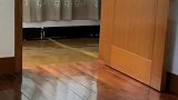 时刻监督主子的猫咪，还学会了迂回战术，成精了吧！