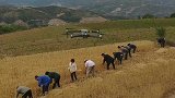 无人机航拍农村人工割麦这样的场景很少见了！