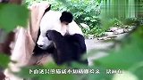 大熊猫：太久没洗澡了，这块东西看着比我白，拿过来擦擦！
