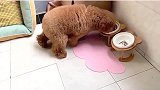 刚给泰迪买回来的脚垫，没想到这货不敢踩，太逗了