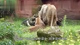 游客乘车观看狮子,狮子突然发动袭击,下一秒尴尬了
