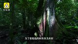 周迅姜文众配音公益短片：自然不需要人类但人类离不开她
