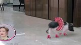 宋茜北京豪宅里养猪，结果宠物猪花式拆家