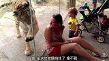 大老虎想从玻璃内出来捣乱，幸好有玻璃阻挡