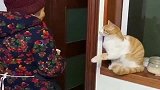 猫咪迎宾的方式，跟谁学的呢网友：猫咪成精了！
