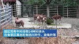 “牛气”冲天的上海动物园：我们一般见到的羊都属于牛科