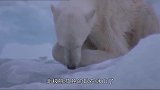 给快要饿死的北极熊投食，是违法行为看完涨知识了