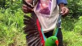 非洲原始部落养宠物？小哥一转眼的工夫，鹦鹉就“不翼而飞”！