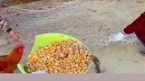 姜太公钓鱼，愿者上钩！
