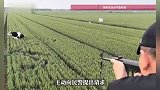 群众新买的牛卸车后狂奔数公里，民警应牛主人请求一枪击毙该牛消除威胁