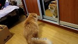 这个家只能有一只猫！和镜子里的自己都能打架，真是傲娇的猫咪