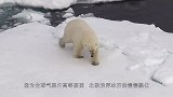 饥饿的北极熊将幼崽当成了捕食对象，场面太惨烈，镜头记录全过程
