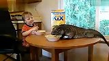 生活-【蜥蜴和宝宝一起吃早餐】