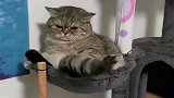 狸花猫我想剁了这尾巴！