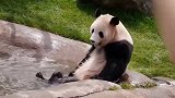 熊团子自己洗澡，洗出了包场的架势，场面笑爆了