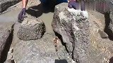 5个小时把300平巨坑抽干水后，竟在坑底捉到了一窝鲨鱼