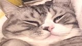 猫咪看来是累坏了，这呼噜声打的，震天动地！