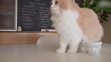 好奶萌的猫咪们啊，这是在吃什么呢好好吃的样子！